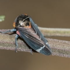 Eurymeloides lineata at Higgins, ACT - 17 Nov 2023