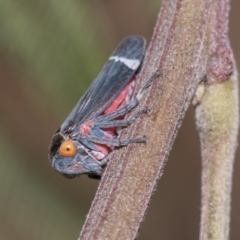 Eurymeloides lineata at Higgins, ACT - 17 Nov 2023 08:42 AM