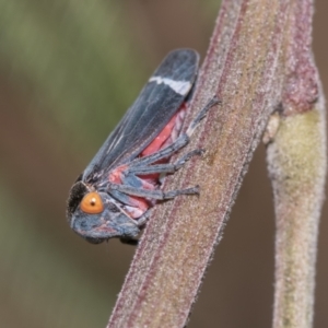 Eurymeloides lineata at Higgins, ACT - 17 Nov 2023