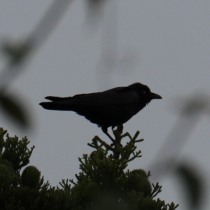 Corvus orru at Lamington National Park - 7 Nov 2023 04:26 PM