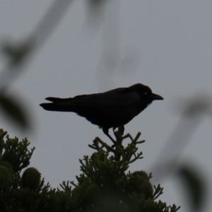 Corvus orru at Lamington National Park - 7 Nov 2023