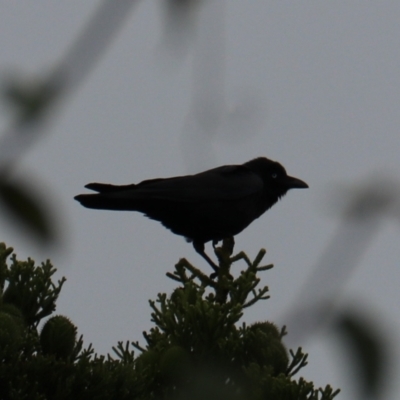 Corvus orru (Torresian Crow) at O'Reilly, QLD - 7 Nov 2023 by Rixon