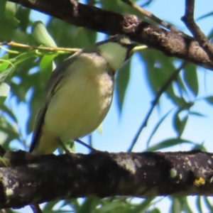 Pachycephala rufiventris at QPRC LGA - 17 Nov 2023 09:26 AM