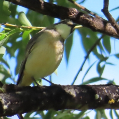 Pachycephala rufiventris (Rufous Whistler) at QPRC LGA - 16 Nov 2023 by MatthewFrawley