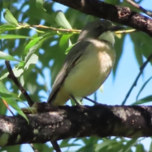 Pachycephala rufiventris at QPRC LGA - 17 Nov 2023 09:26 AM