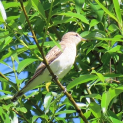 Lalage tricolor (White-winged Triller) at Braidwood, NSW - 16 Nov 2023 by MatthewFrawley