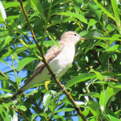 Lalage tricolor (White-winged Triller) at QPRC LGA - 17 Nov 2023 by MatthewFrawley