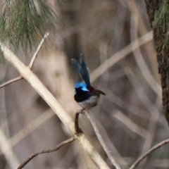 Malurus lamberti (Variegated Fairywren) at Sarabah, QLD - 7 Nov 2023 by Rixon