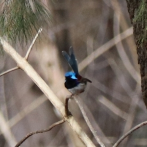 Malurus lamberti at Lamington National Park - 7 Nov 2023 06:10 PM