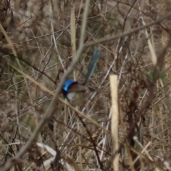 Malurus lamberti at Lamington National Park - 7 Nov 2023 06:10 PM