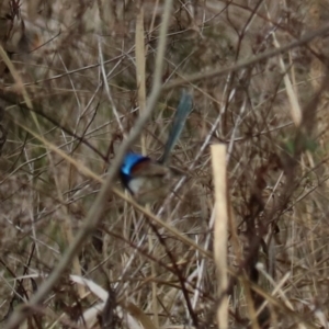 Malurus lamberti at Lamington National Park - 7 Nov 2023 06:10 PM