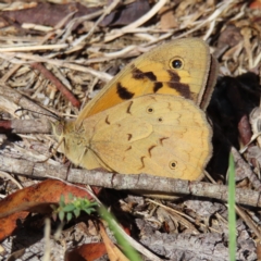 Heteronympha merope (Common Brown Butterfly) at Braidwood, NSW - 17 Nov 2023 by MatthewFrawley