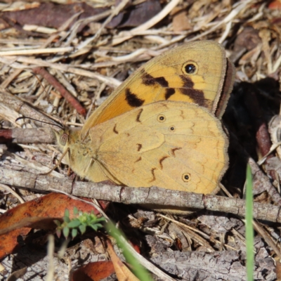 Heteronympha merope (Common Brown Butterfly) at Braidwood, NSW - 16 Nov 2023 by MatthewFrawley