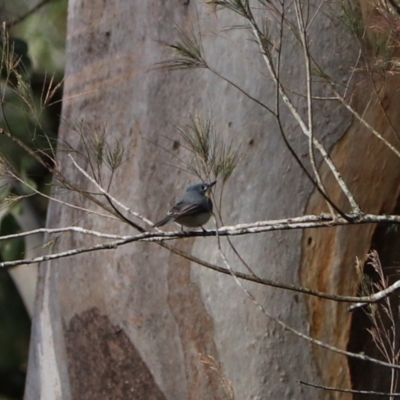 Myiagra rubecula (Leaden Flycatcher) at Sarabah, QLD - 7 Nov 2023 by Rixon