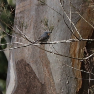 Myiagra rubecula at Sarabah, QLD - 7 Nov 2023 06:09 PM