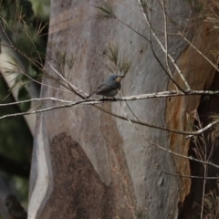 Myiagra rubecula at Sarabah, QLD - 7 Nov 2023 06:09 PM
