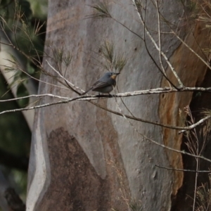 Myiagra rubecula at Sarabah, QLD - 7 Nov 2023 06:09 PM