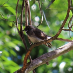 Rhipidura albiscapa (Grey Fantail) at Braidwood, NSW - 17 Nov 2023 by MatthewFrawley