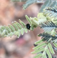 Unidentified Leaf beetle (Chrysomelidae) at Namadgi National Park - 17 Nov 2023 by Jubeyjubes