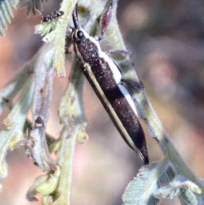 Rhinotia suturalis (Belid weevil) at Rendezvous Creek, ACT - 17 Nov 2023 by Jubeyjubes