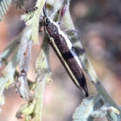 Rhinotia suturalis (Belid weevil) at Rendezvous Creek, ACT - 17 Nov 2023 by Jubeyjubes