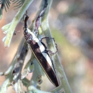 Rhinotia suturalis at Namadgi National Park - 17 Nov 2023 11:02 AM