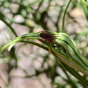 Araneus hamiltoni at Namadgi National Park - 17 Nov 2023