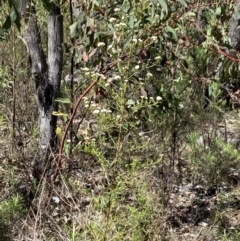 Ozothamnus thyrsoideus (Sticky Everlasting) at Rendezvous Creek, ACT - 17 Nov 2023 by Jubeyjubes