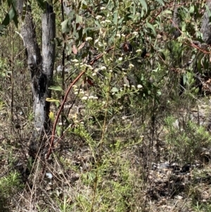 Ozothamnus thyrsoideus at Namadgi National Park - 17 Nov 2023 11:12 AM