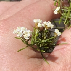 Ozothamnus thyrsoideus at Namadgi National Park - 17 Nov 2023 11:12 AM