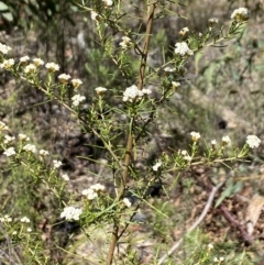 Ozothamnus thyrsoideus at Namadgi National Park - 17 Nov 2023 11:12 AM