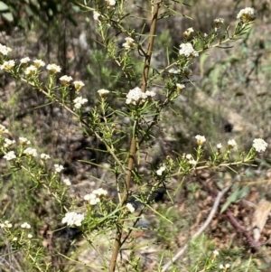 Ozothamnus thyrsoideus at Namadgi National Park - 17 Nov 2023