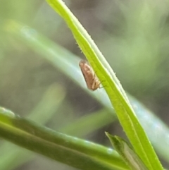 Cicadellidae (family) (Unidentified leafhopper) at Rendezvous Creek, ACT - 17 Nov 2023 by Jubeyjubes