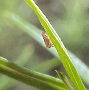 Cicadellidae (family) at Namadgi National Park - 17 Nov 2023