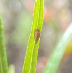 Cicadellidae (family) at Namadgi National Park - 17 Nov 2023