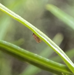 Cicadellidae (family) at Namadgi National Park - 17 Nov 2023 11:14 AM