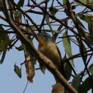 Pardalotus punctatus at Lamington National Park - 7 Nov 2023