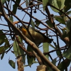 Pardalotus punctatus at Lamington National Park - 7 Nov 2023