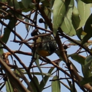 Pardalotus punctatus at Lamington National Park - 7 Nov 2023