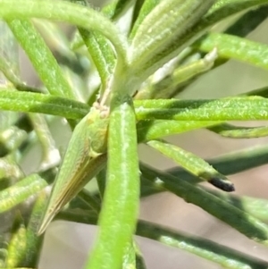 Siphanta sp. (genus) at Namadgi National Park - 17 Nov 2023