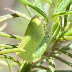 Siphanta sp. (genus) at Namadgi National Park - 17 Nov 2023