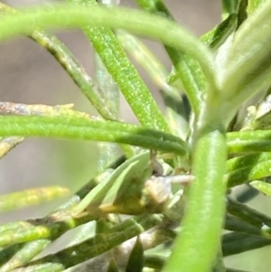 Siphanta sp. (genus) at Namadgi National Park - 17 Nov 2023