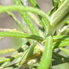 Siphanta sp. (genus) at Namadgi National Park - 17 Nov 2023