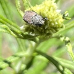 Scarabaeidae (family) (Scarab beetle, curl grub) at Rendezvous Creek, ACT - 17 Nov 2023 by Jubeyjubes
