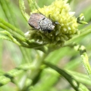 Scarabaeidae (family) at Namadgi National Park - 17 Nov 2023