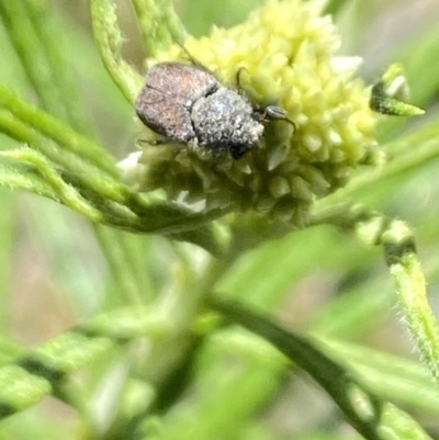 Scarabaeidae (family) (Scarab beetle, curl grub) at Rendezvous Creek, ACT - 17 Nov 2023 by Jubeyjubes