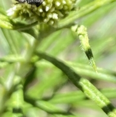 Scarabaeidae (family) at Namadgi National Park - 17 Nov 2023