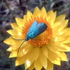 Pollanisus (genus) (A Forester Moth) at Mount Majura - 11 Nov 2023 by Berlge