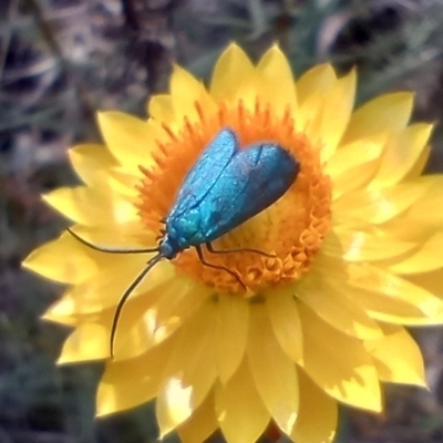 Pollanisus (genus) (A Forester Moth) at Mount Majura - 12 Nov 2023 by Berlge