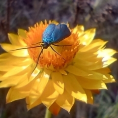 Pollanisus (genus) at Mount Majura - 12 Nov 2023